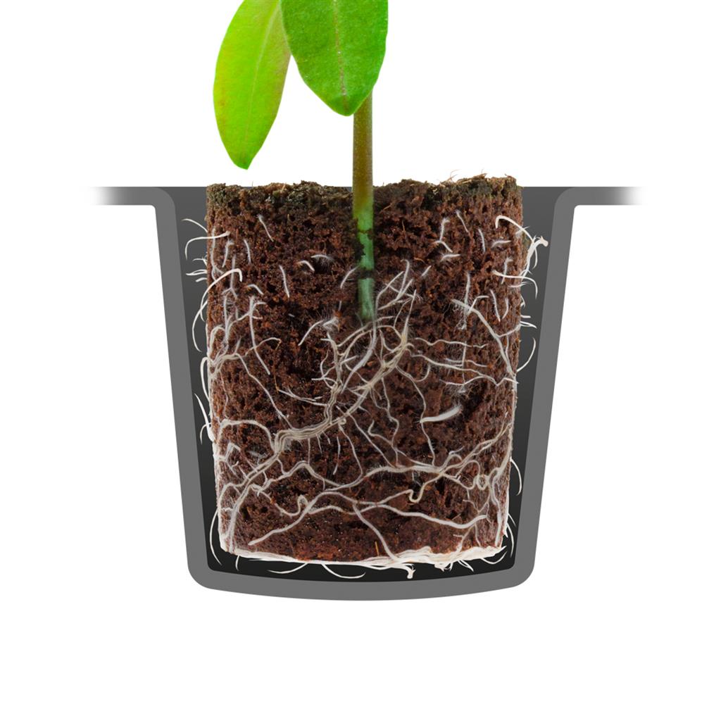 Brown peat plug with white roots in a dark tray cell and green sprout