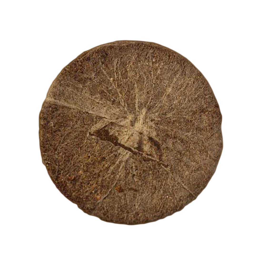 Round peat coir plug, dark brown, 39x39mm, textured coir fiber surface