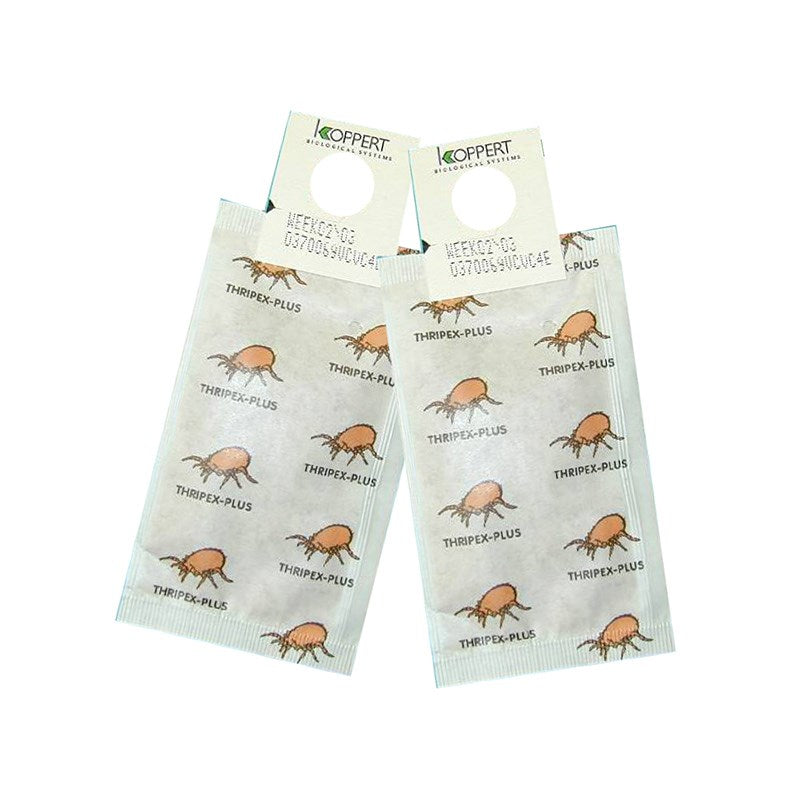 Spical Sachets hang-hole sachets with Koppert header and orange beetle pattern, 2-pack