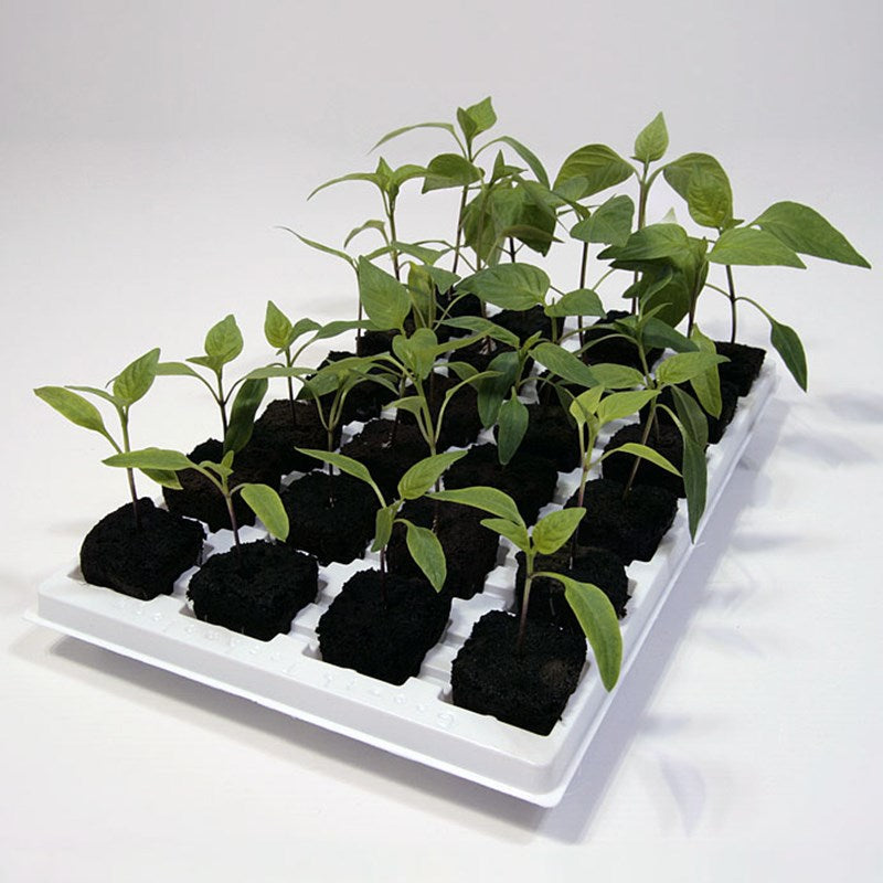 Root Riot propagation tray with green seedlings in dark grow cubes