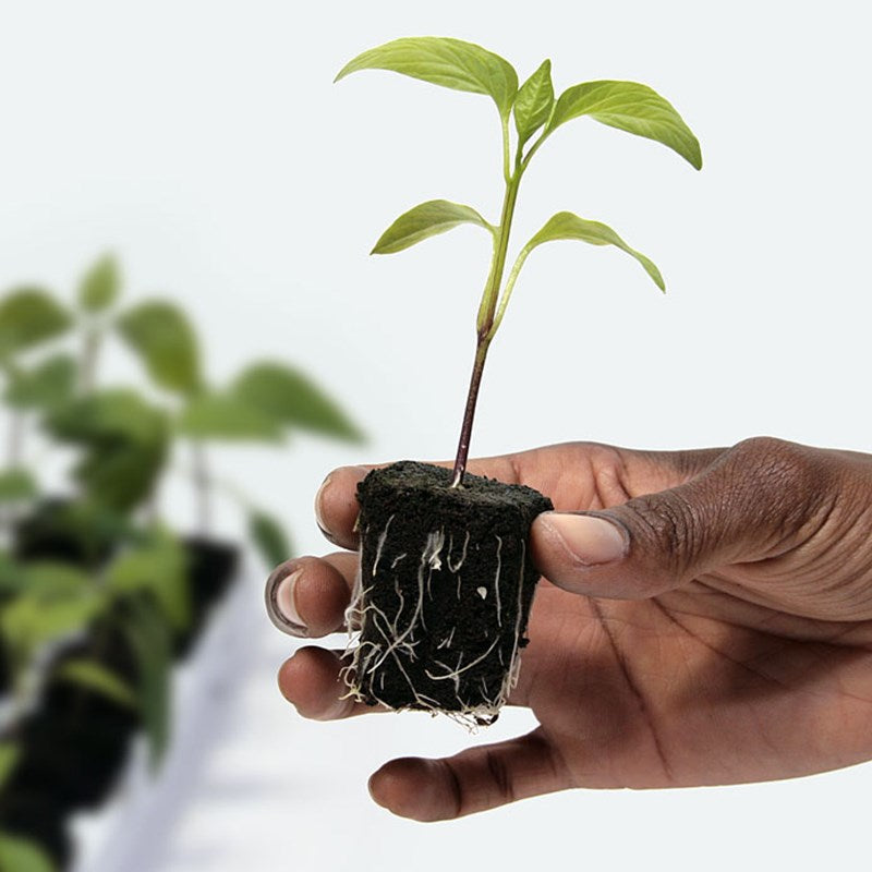 Hand holding a dark Root Riot grow cube with roots and a small green sprout