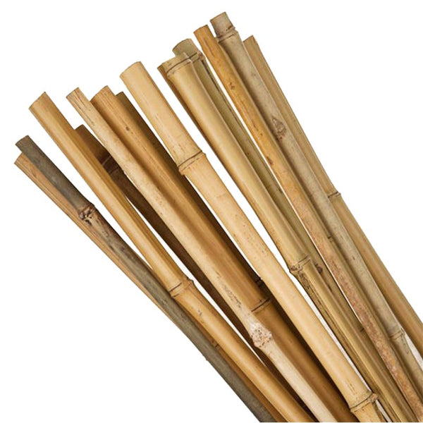Bamboo garden plant canes bundle with cut ends, tied together for support